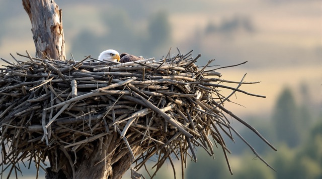 Bald eagle peeking over the rim of its huge stick nest